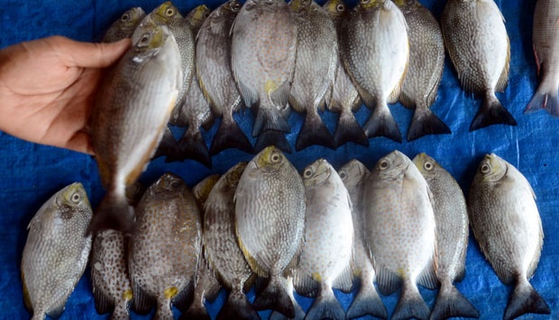 5 Tips Mudah Memilih Ikan Segar