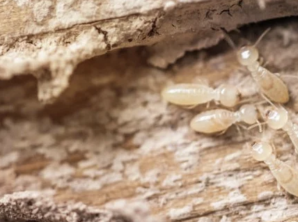 Pentingnya Jasa Anti Rayap untuk Perlindungan Bangunan