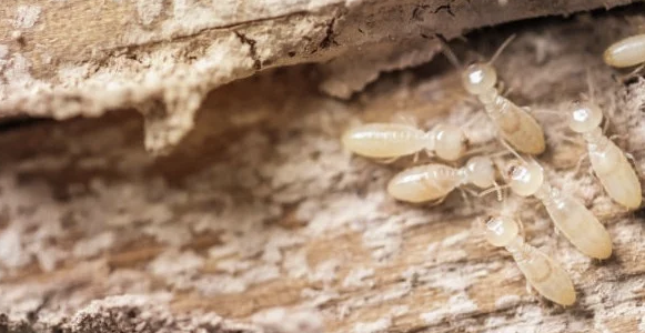Pentingnya Jasa Anti Rayap untuk Perlindungan Bangunan
