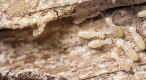 Pentingnya Jasa Anti Rayap untuk Perlindungan Bangunan